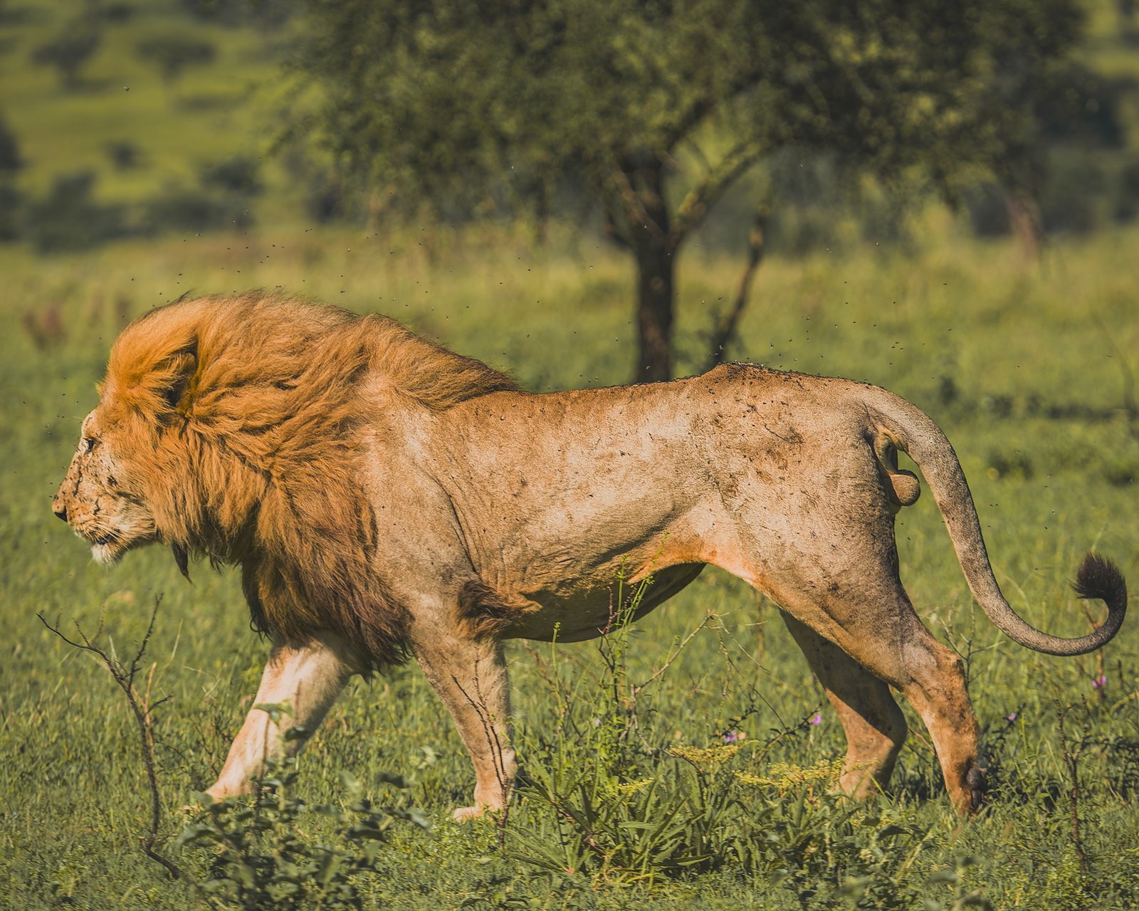 The Lion Who Walked Past Our Vehicle, and Taught Us How to Stay