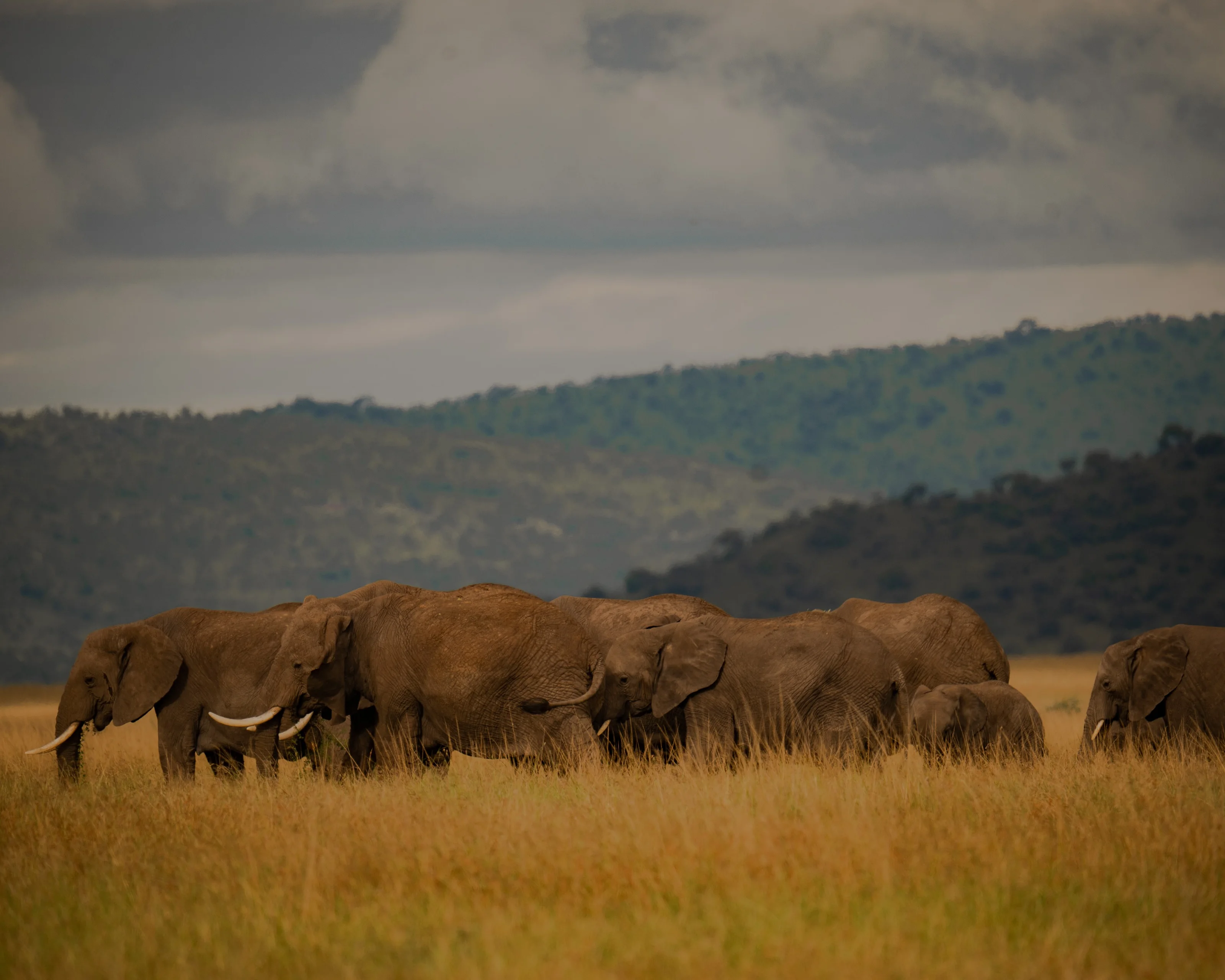 Full Day in Tarangire activity image