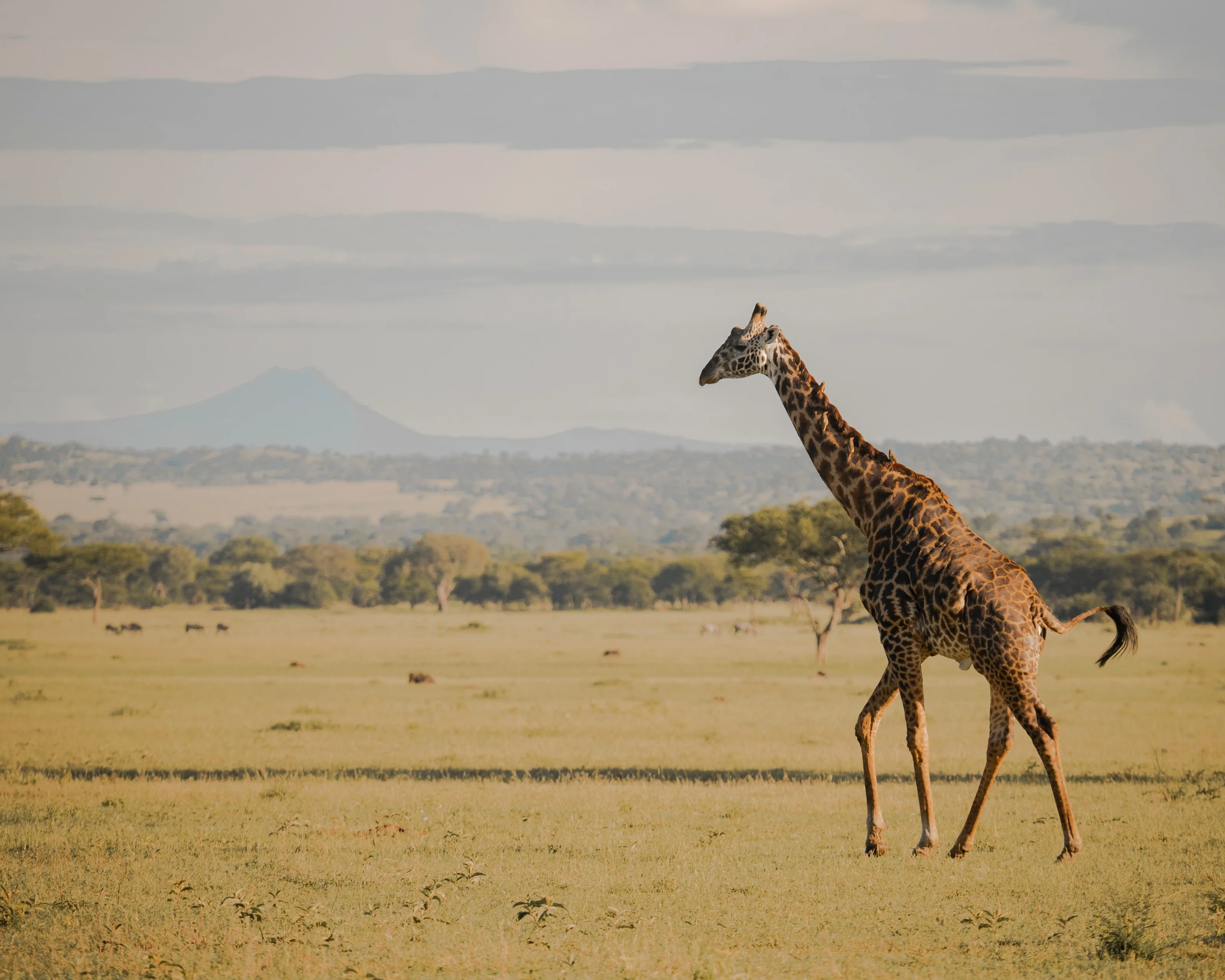 Serengeti. The Endless Plain activity image