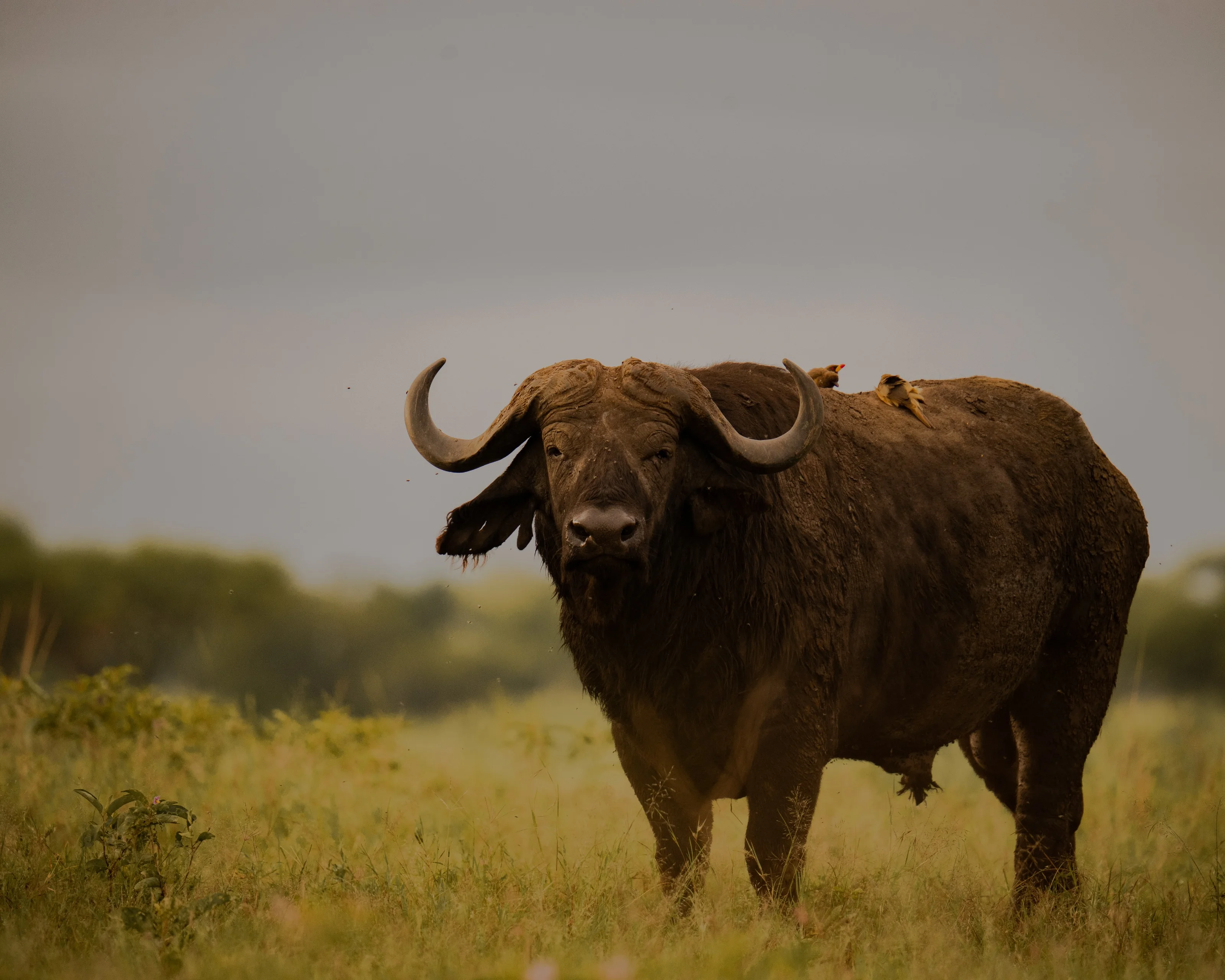 Final Morning in the Serengeti, Transfer to Ngorongoro activity image