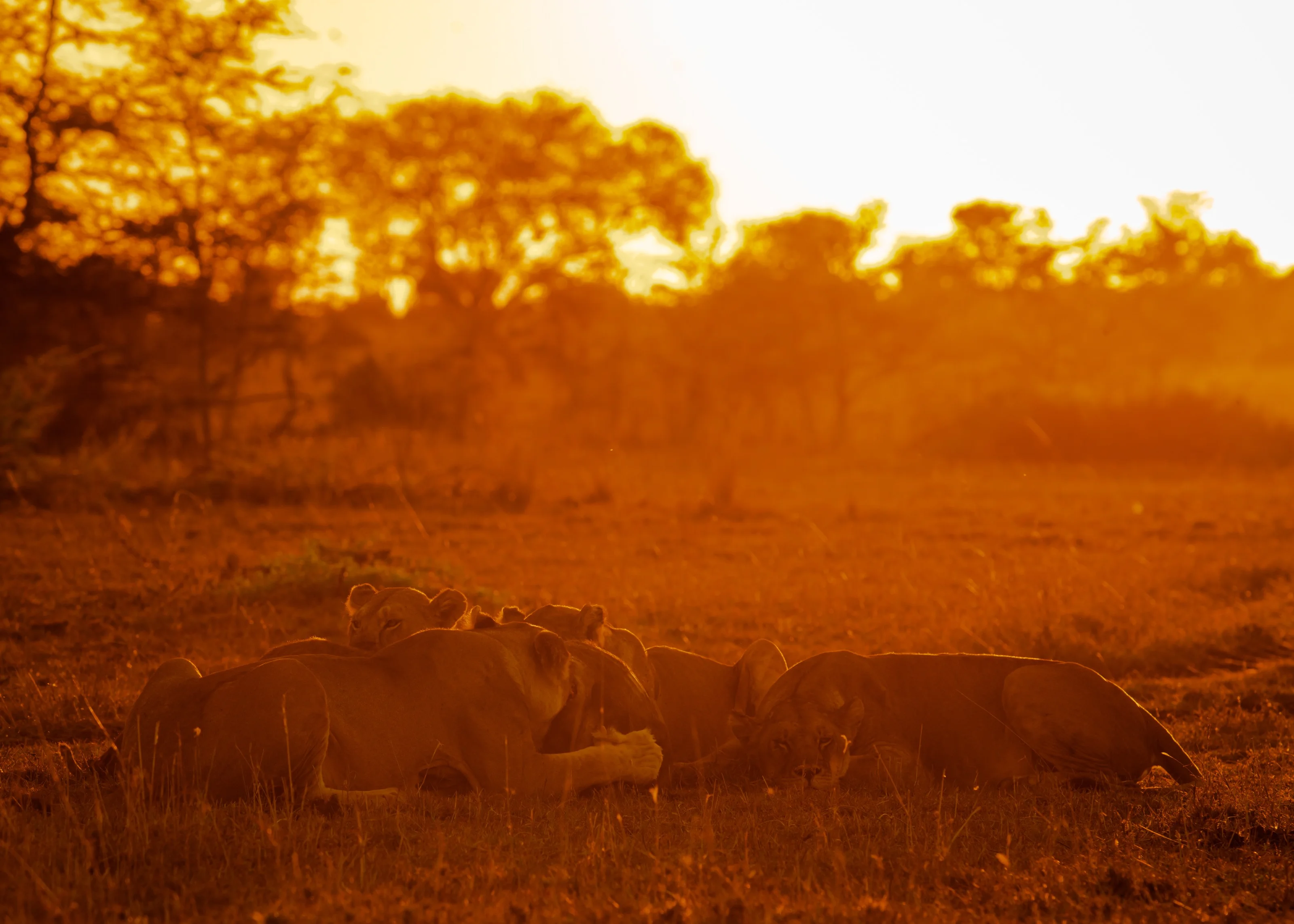 The Lion's Pride having their evening meal